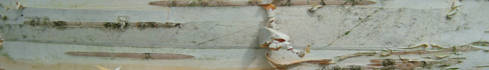 PODULARITY header image 2