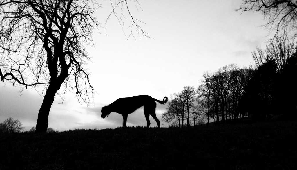 hound silhouette